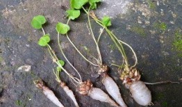 秃崽草神吃瓜视频大全免费观看,免费观看，笑料横生！